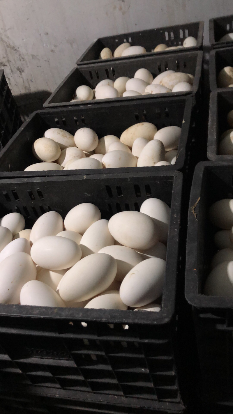 农家散养鹅蛋红心️腌制冒油质量保证基地直发量大优惠