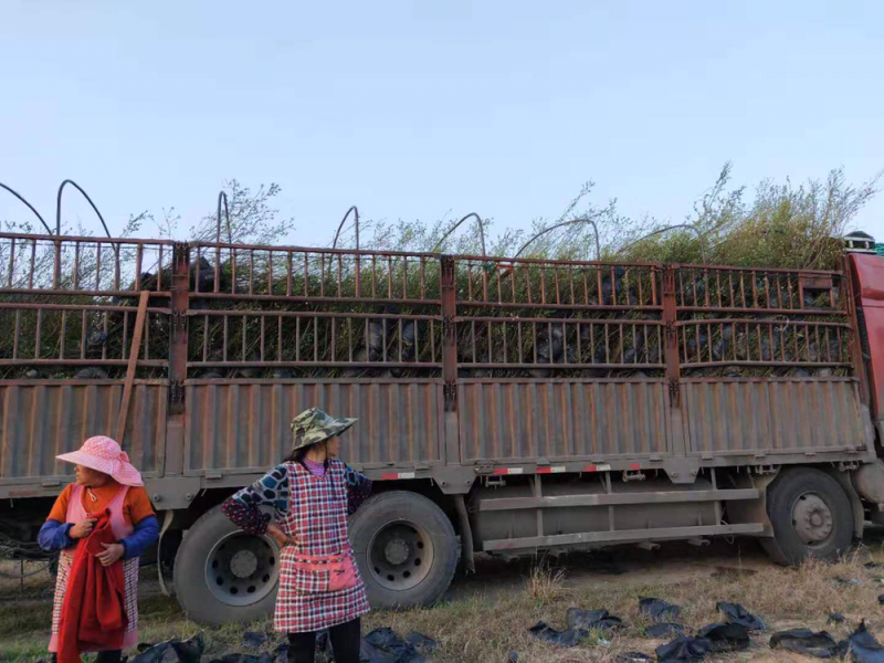 蓝莓苗占地苗地栽苗灿烂圆蓝绿宝石莱克西