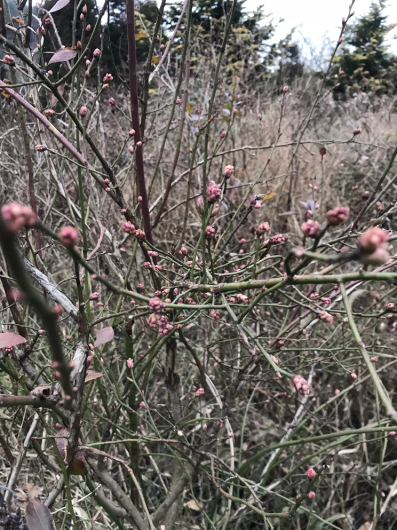 蓝莓苗占地苗地栽苗灿烂圆蓝绿宝石莱克西