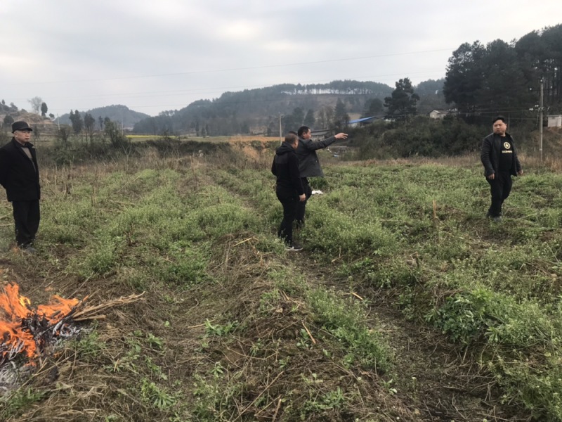 蓝莓苗占地苗地栽苗灿烂圆蓝绿宝石莱克西