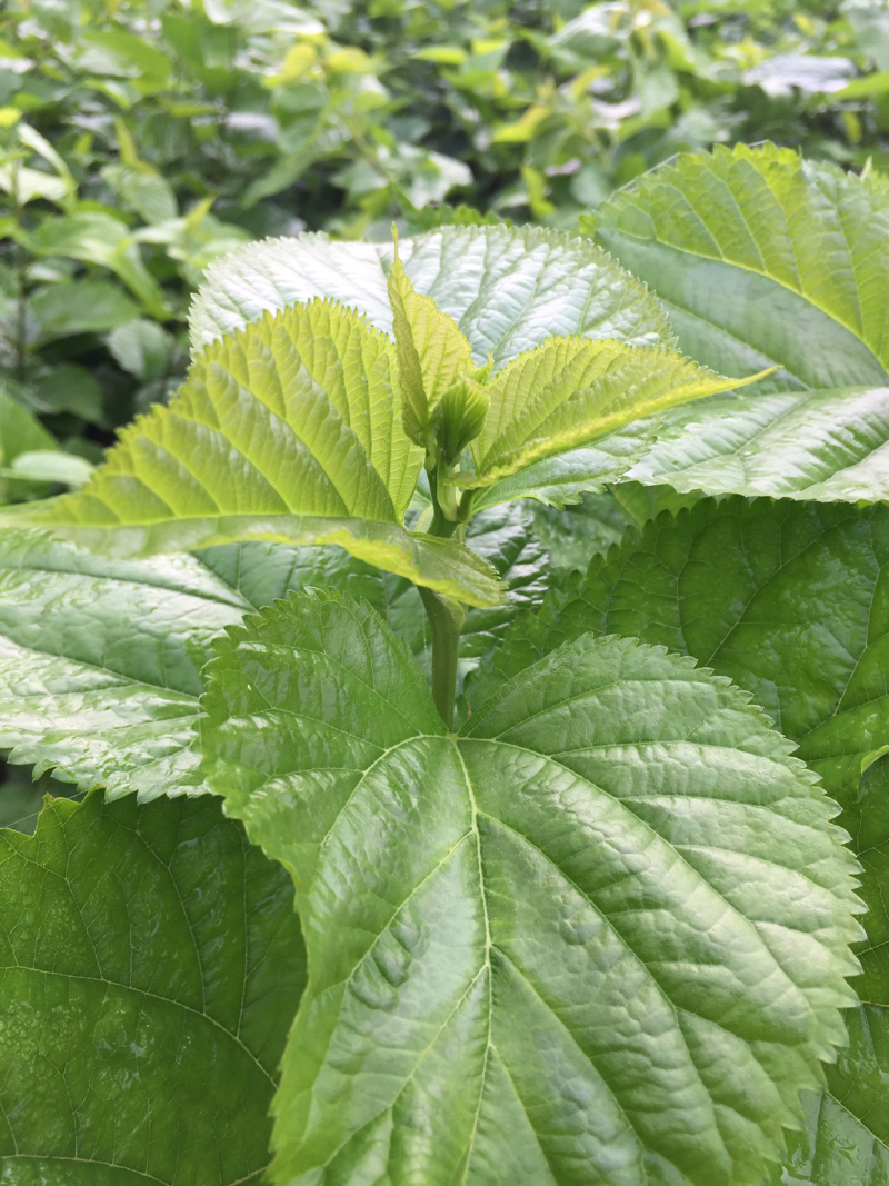 桑叶、桑芽菜、桑叶菜、嫩桑叶