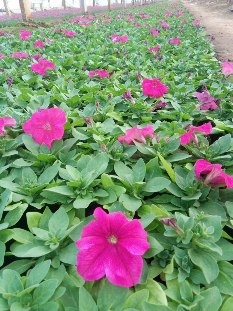 矮牵牛，草花矮牵牛