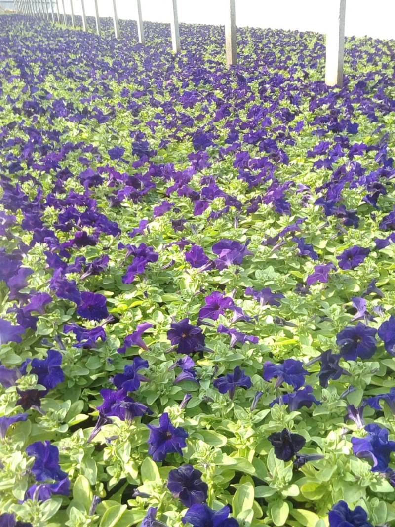 矮牵牛，草花矮牵牛