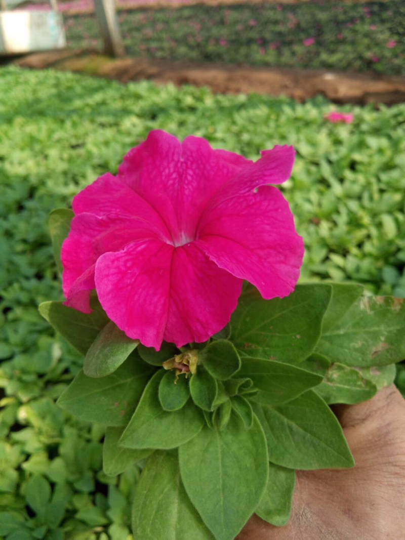 矮牵牛，草花矮牵牛