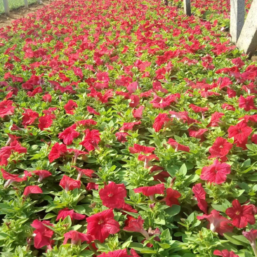 矮牵牛，草花矮牵牛