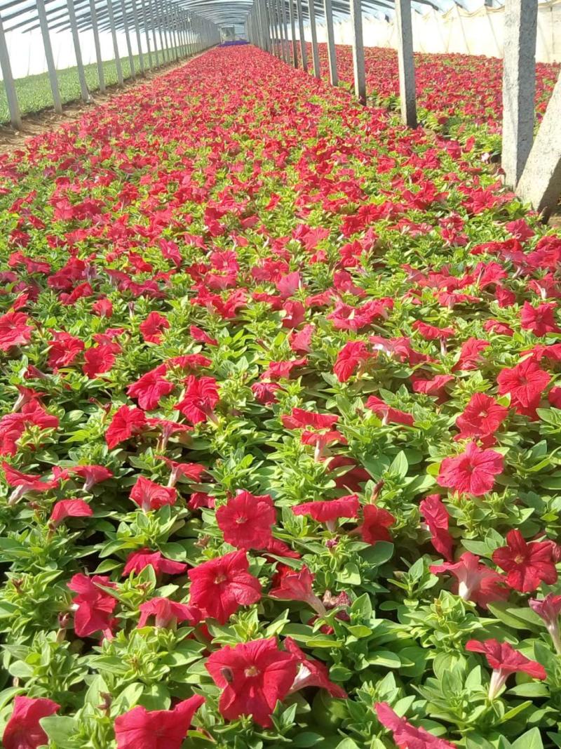 矮牵牛，草花矮牵牛