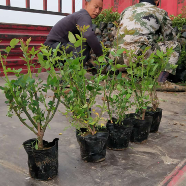 丰花月季，红帽月季，品种月季，嫁接月季，微型月季