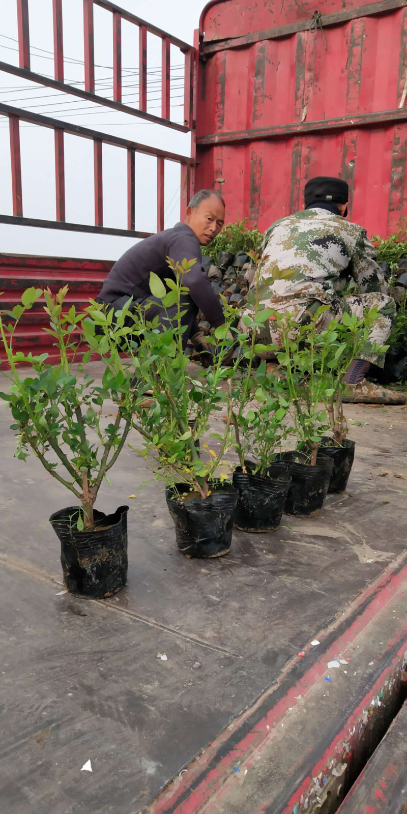 丰花月季，红帽月季，品种月季，嫁接月季，微型月季