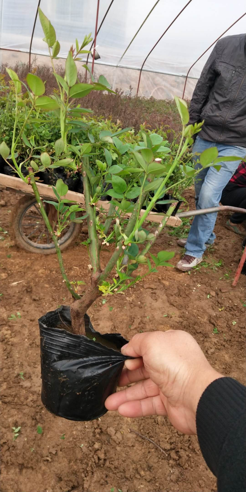丰花月季，红帽月季，品种月季，嫁接月季，微型月季