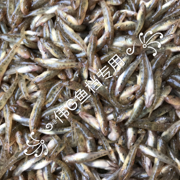 冰鲜山坑鱼仔小黄鱼一手货源