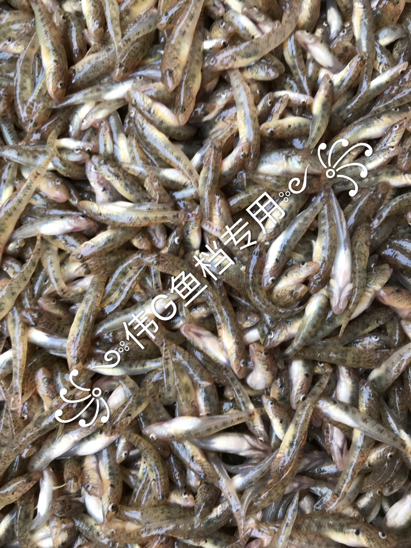 冰鲜山坑鱼仔小黄鱼一手货源