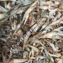 饮用水河虾34567规格一手货源