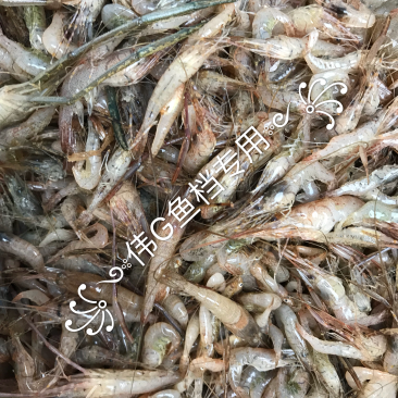 饮用水河虾34567规格一手货源