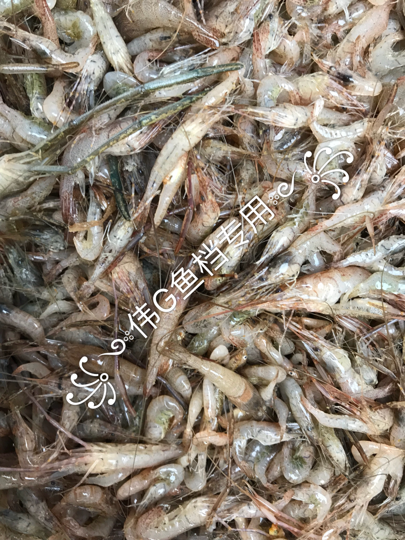 饮用水河虾34567规格一手货源