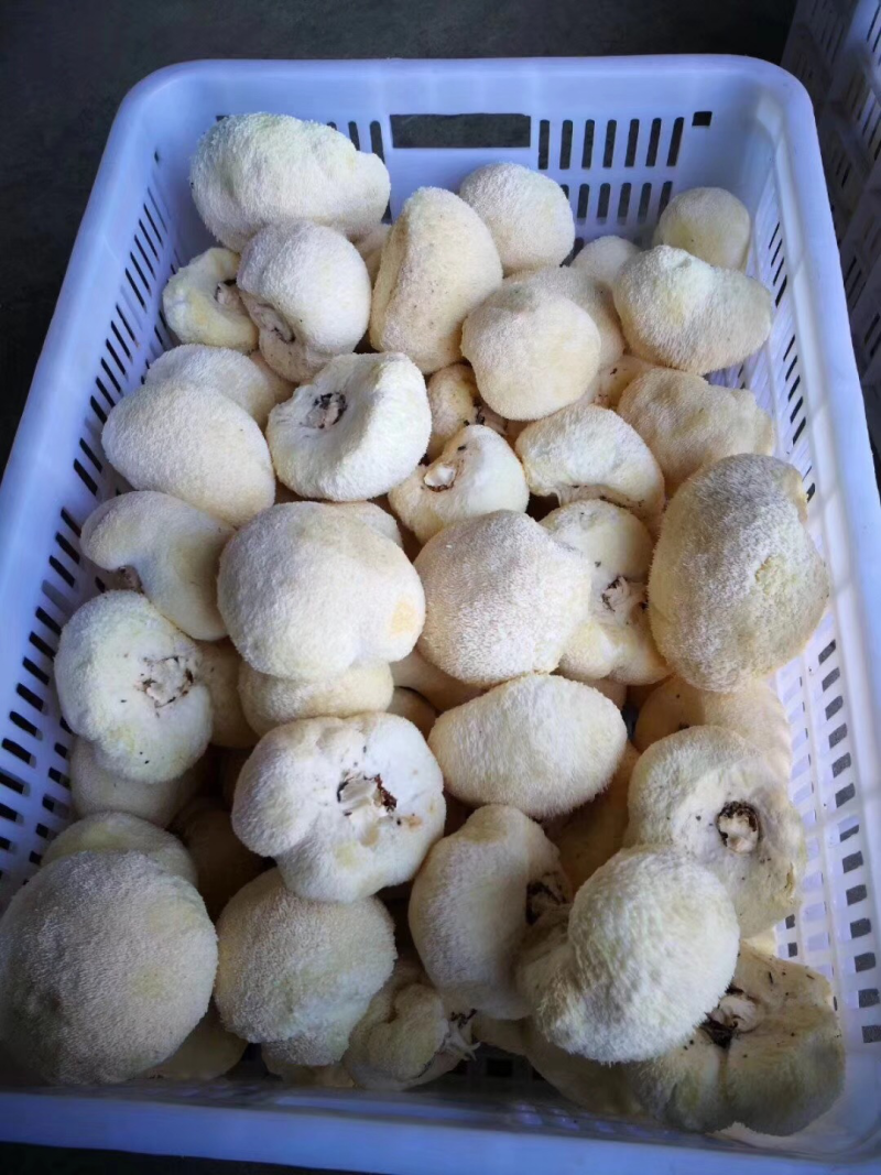 【顺丰包邮‼️支持一件代发】新鲜猴头菇2斤装包邮