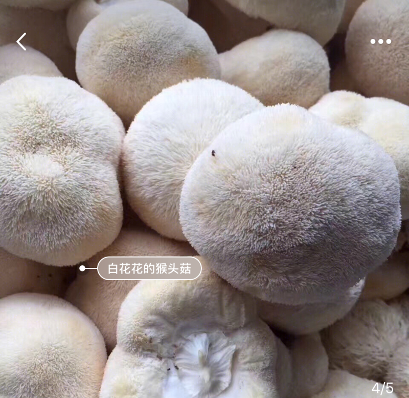 【顺丰包邮‼️支持一件代发】新鲜猴头菇2斤装包邮