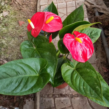 红掌
