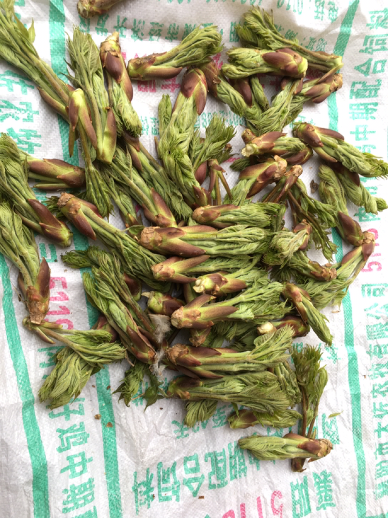 鲜刺嫩芽