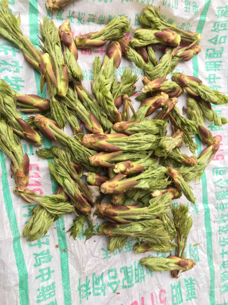 鲜刺嫩芽