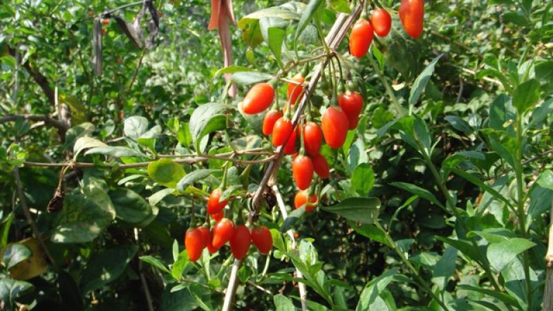 枸杞苗一年生量大优惠免费提供种植技术欢迎咨询