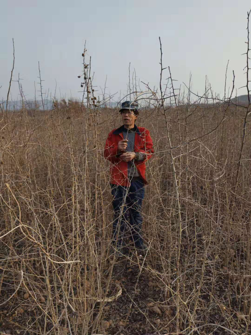 0.6以上的杜梨