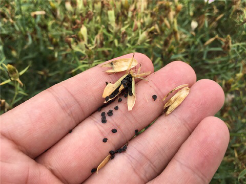 巨麦种子保发芽纯新价格优惠质量保证提供种植技术