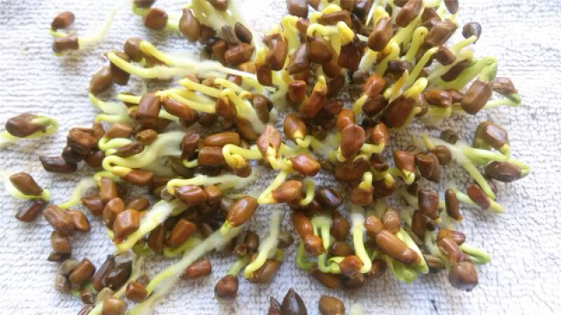 草决明决明子种子纯新批发零售提供种植技术