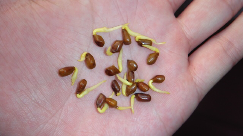 草决明决明子种子纯新批发零售提供种植技术