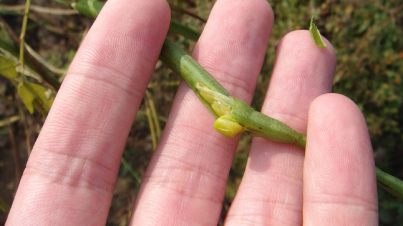 草决明决明子种子纯新批发零售提供种植技术