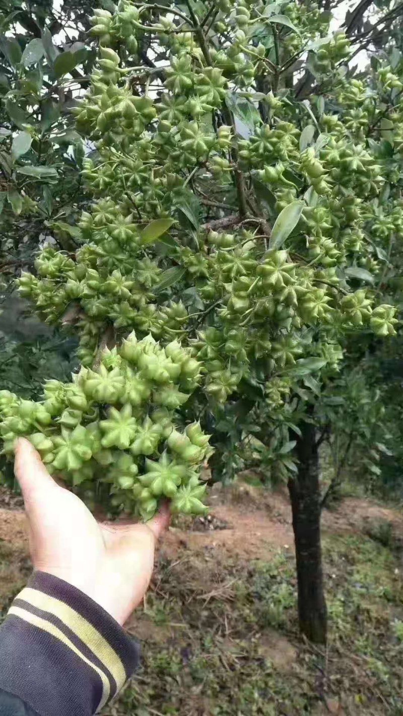 【顺丰包邮】提供技术广西古龙八角嫁接苗48小时内发货