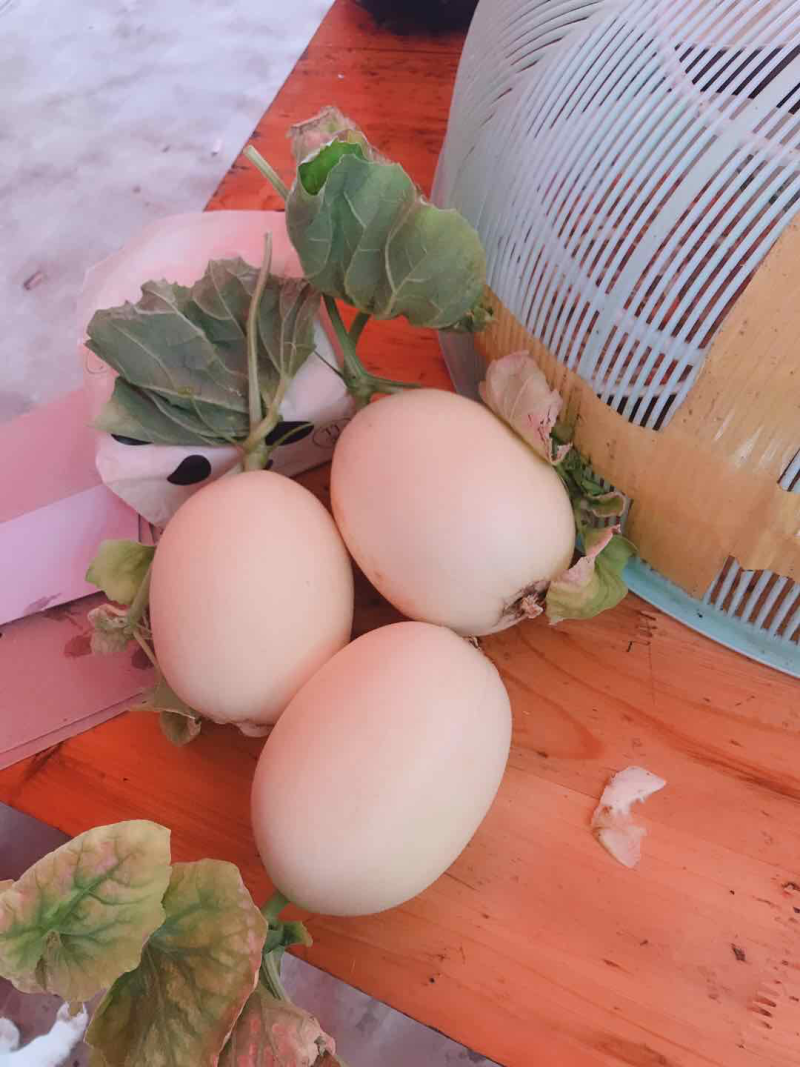 东方蜜大量上市