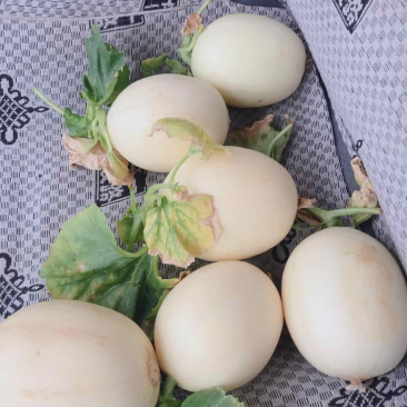 东方蜜大量上市