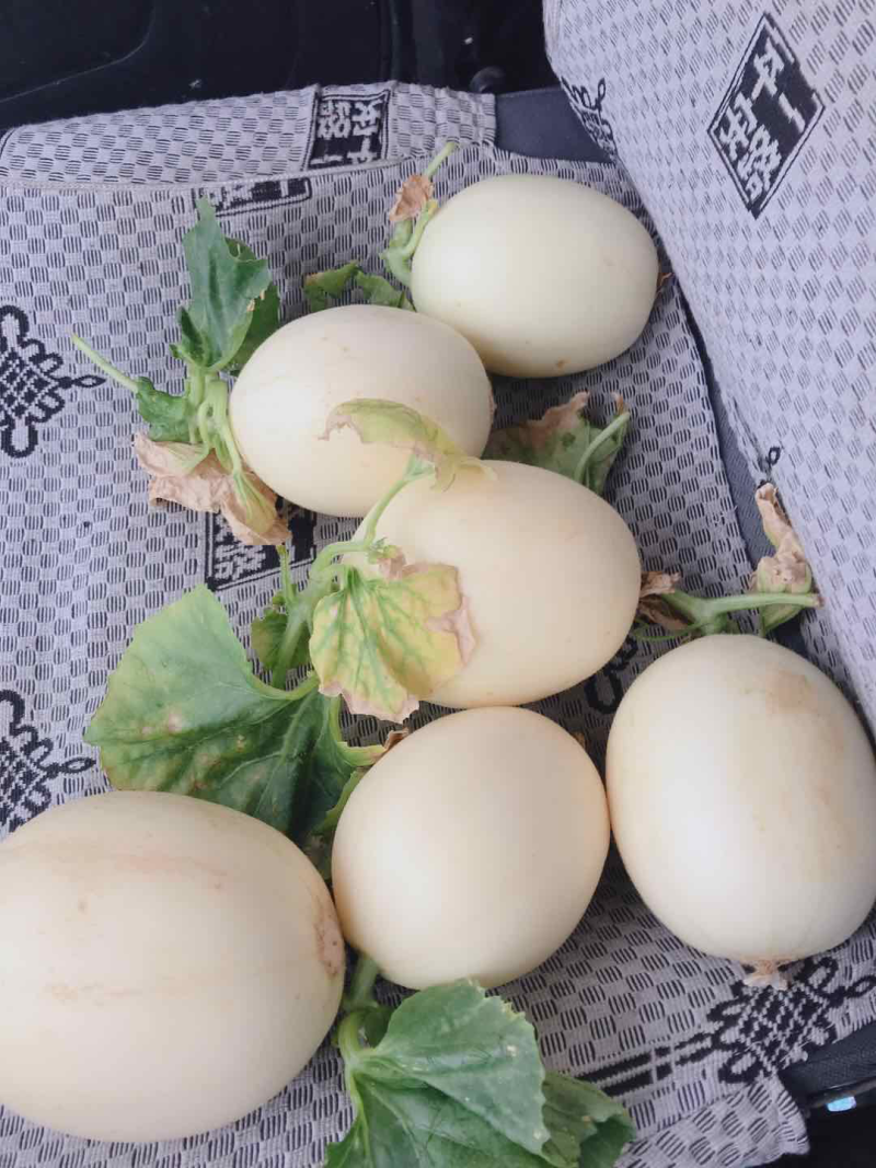 东方蜜大量上市