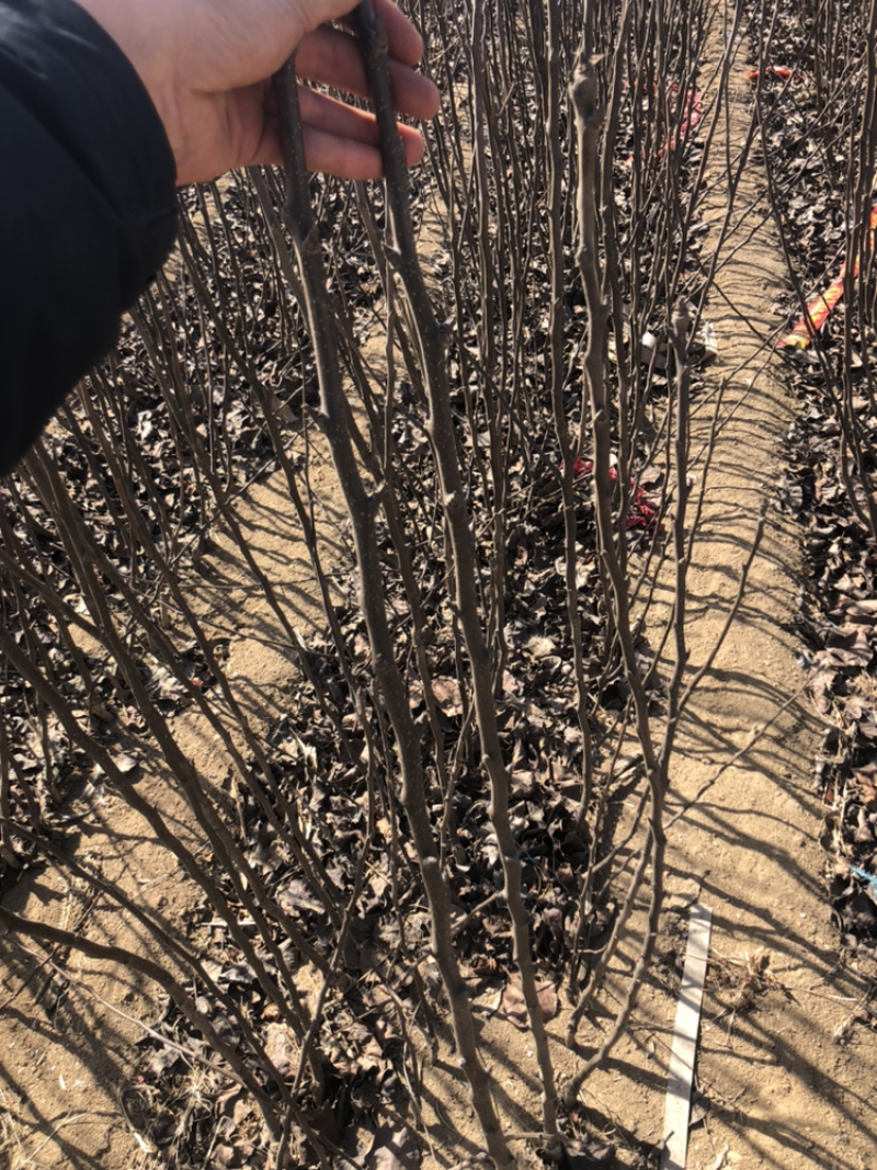 2-3-4-5公分富士苹果树大量供应