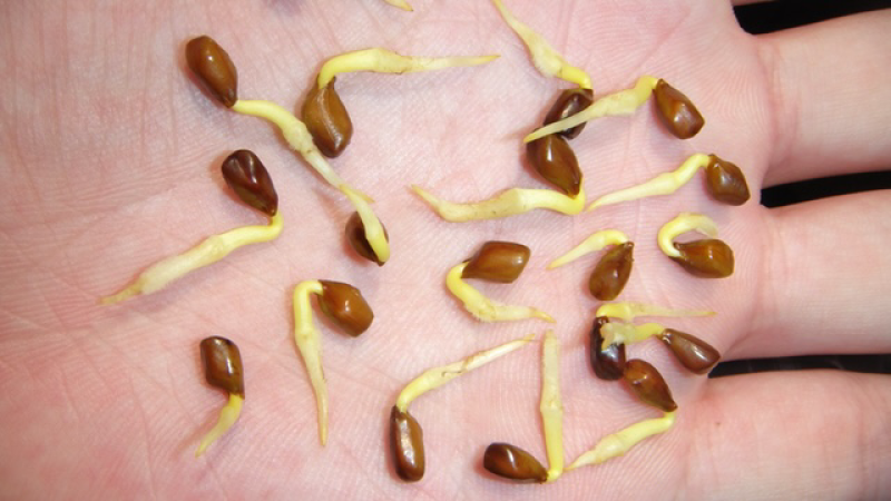 决明子种子