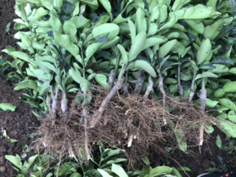 柚子苗.红心柚子苗.泰国红宝石青柚，品种保证假一陪万.