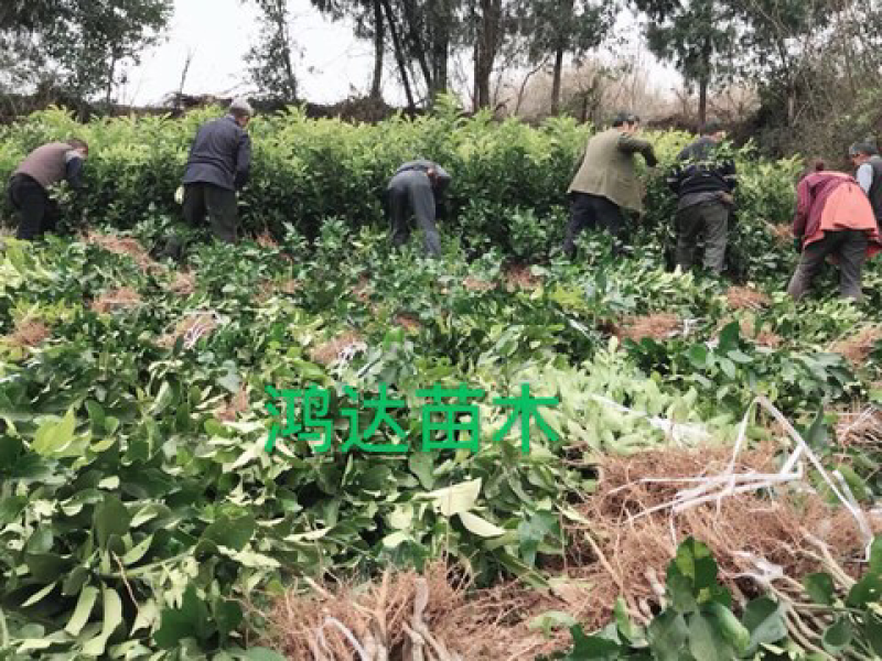 柚子苗.红心柚子苗.泰国红宝石青柚，品种保证假一陪万.