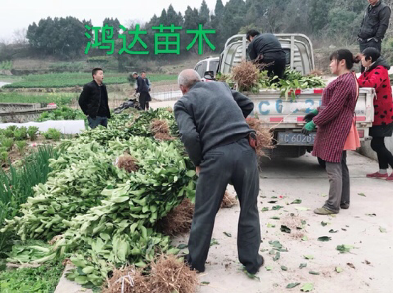 柚子苗.红心柚子苗.泰国红宝石青柚，品种保证假一陪万.