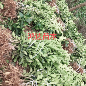 柚子苗.红心柚子苗.泰国红宝石青柚，品种保证假一陪万.