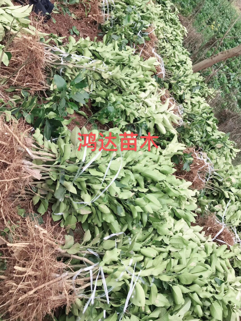 柚子苗.红心柚子苗.泰国红宝石青柚，品种保证假一陪万.