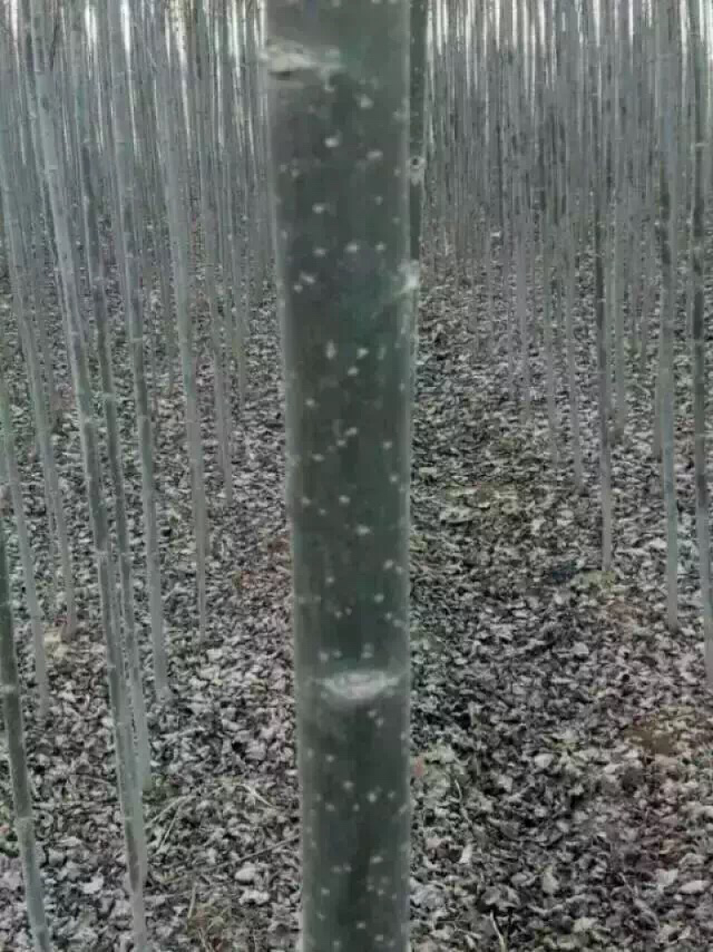 河北杨宁夏鑫磊良种河北杨，质量好价格低！欢迎前来订购