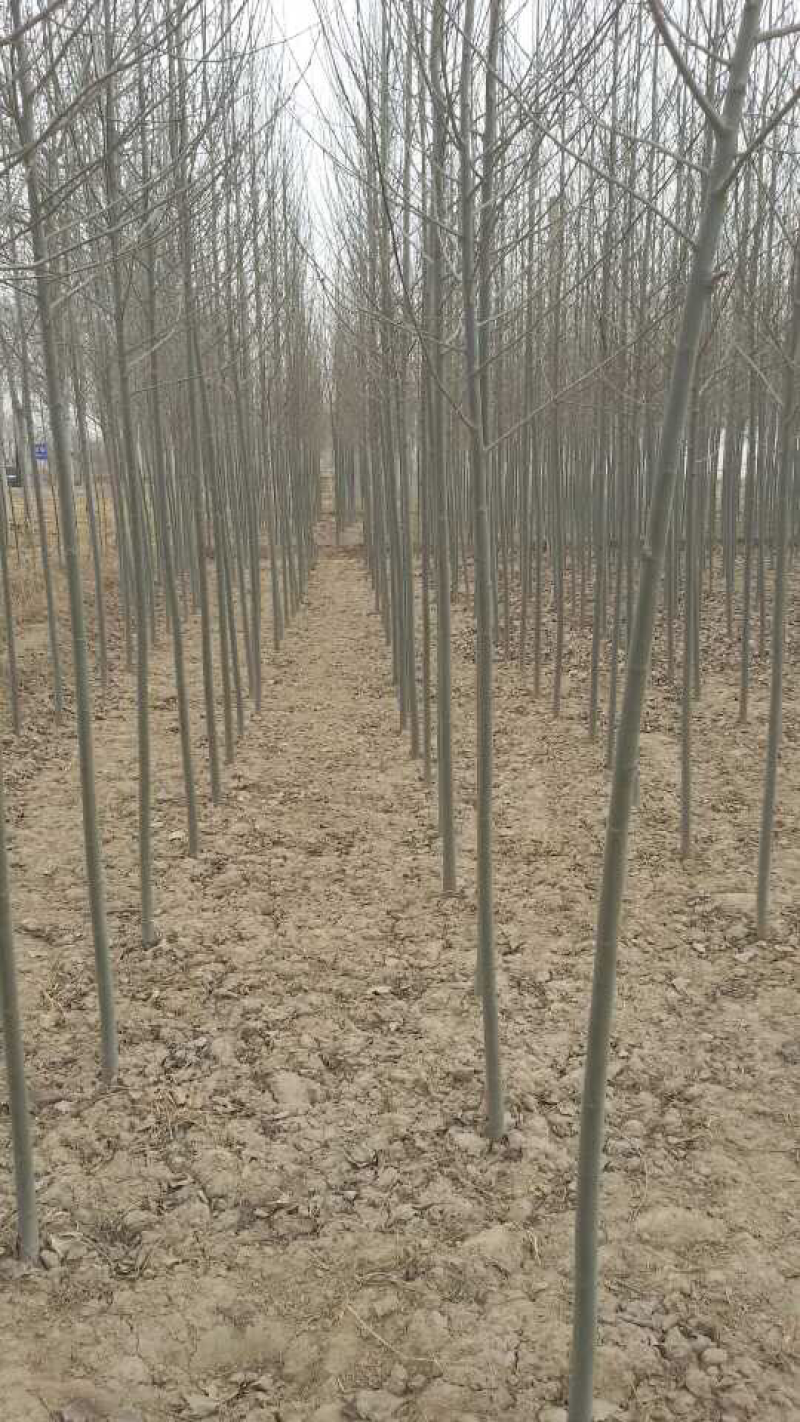 河北杨宁夏鑫磊良种河北杨，质量好价格低！欢迎前来订购