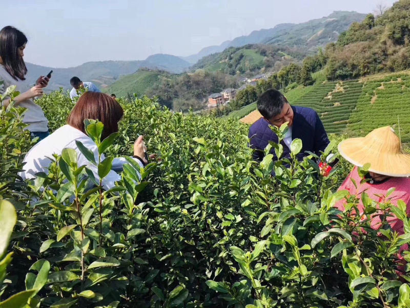 2019明前龙井茶