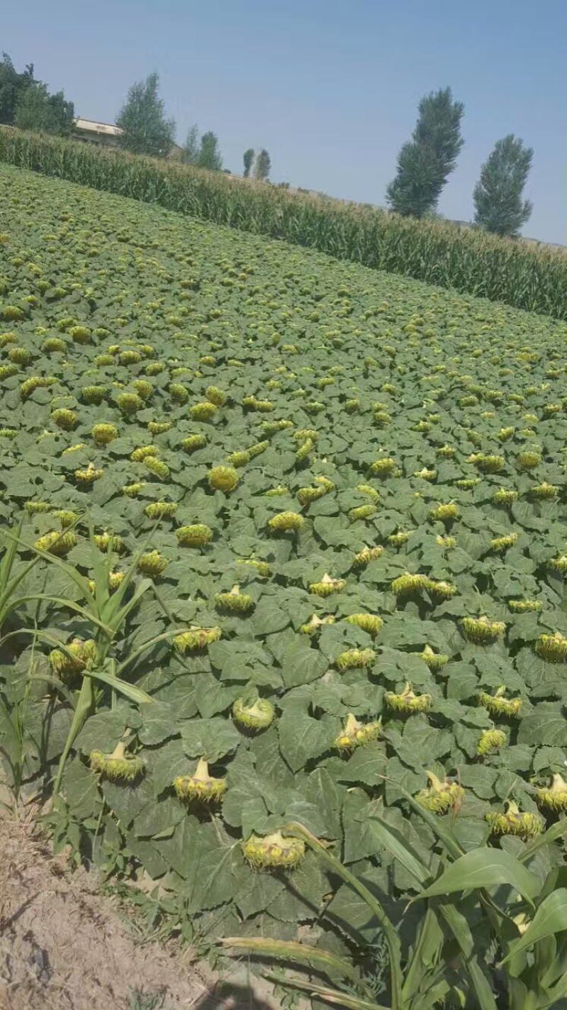 油皇帝DW667杂交高产矮大头油葵种子抗病抗倒伏