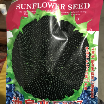 油皇帝DW667杂交高产矮大头油葵种子抗病抗倒伏
