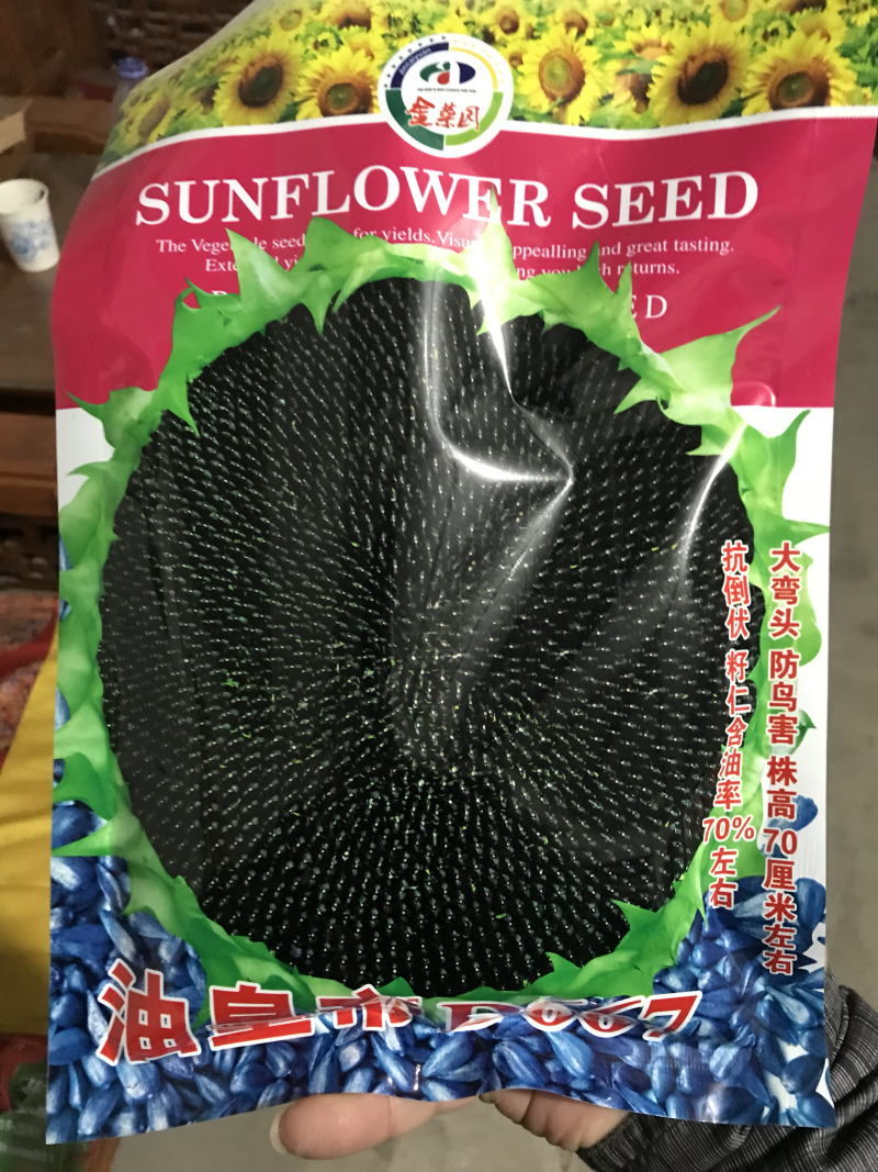 油皇帝DW667杂交高产矮大头油葵种子抗病抗倒伏