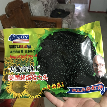 纯正美国进口超级矮大头油葵种子向日葵种子高产抗病抗倒抗旱