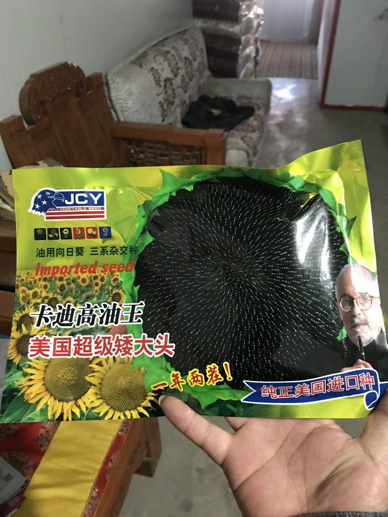 纯正美国进口超级矮大头油葵种子向日葵种子高产抗病抗倒抗旱