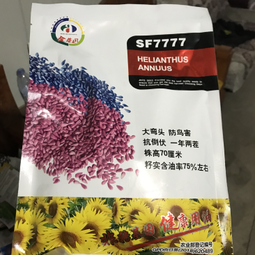 SF7777号杂交美国矮大头油用向日葵种子，矮杆油葵种子