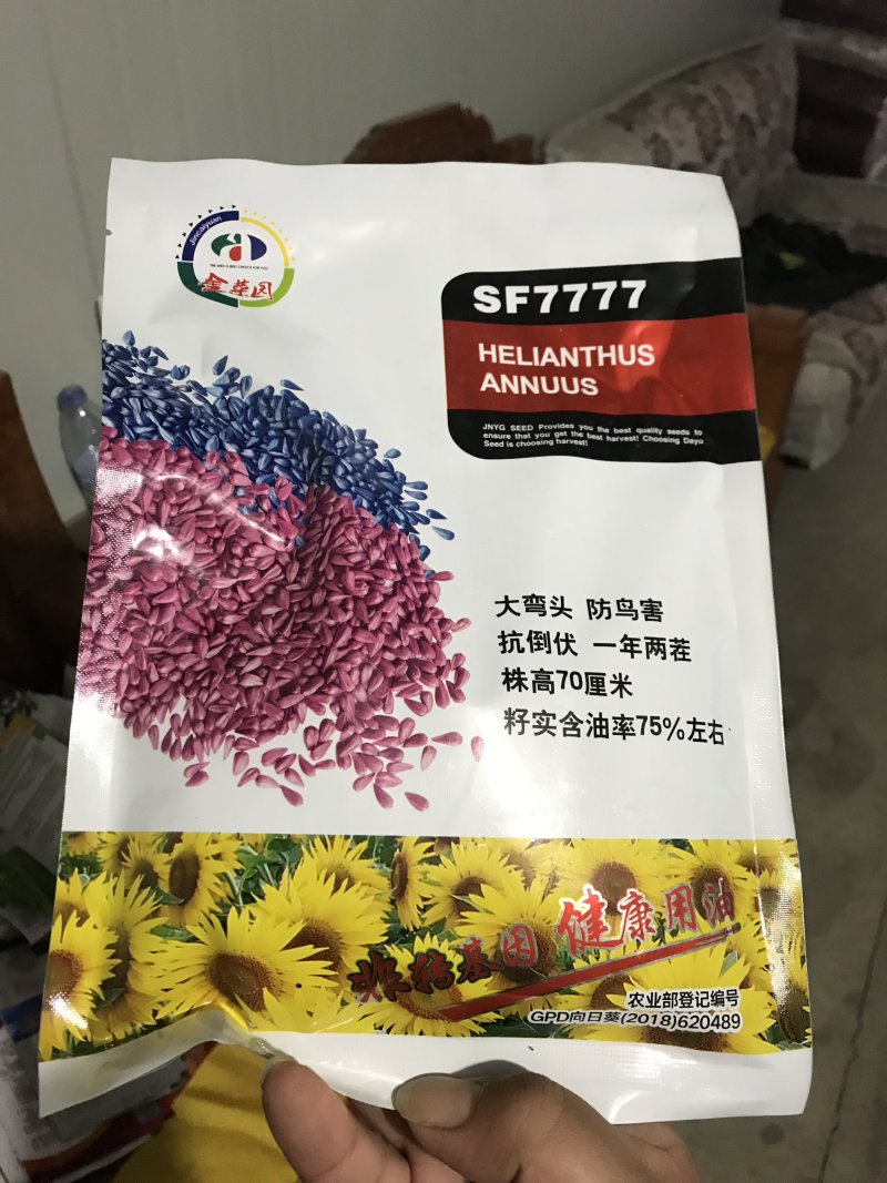 SF7777号杂交美国矮大头油用向日葵种子，矮杆油葵种子